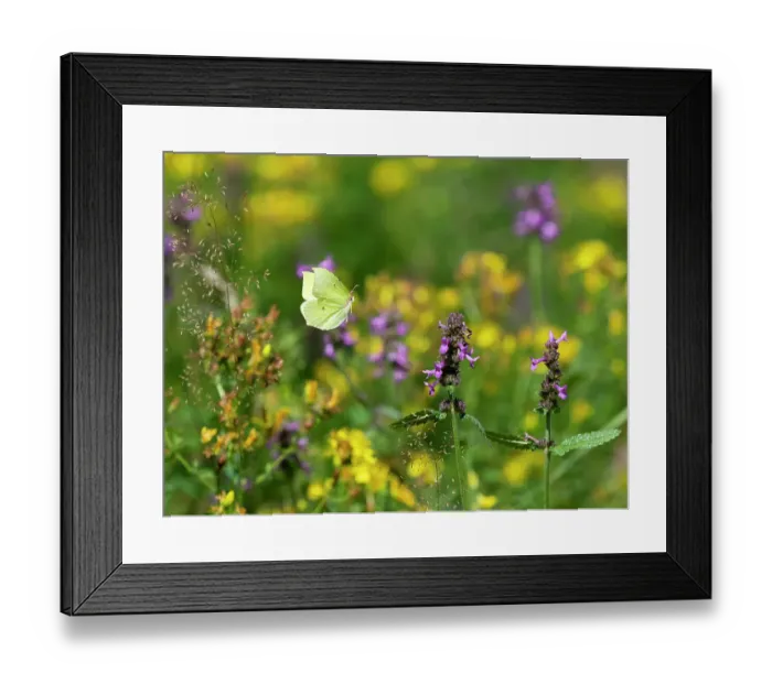Framed Print : Common brimstone butterfly (Gonepteryx rhamni) flying towards Purple betony (Betonica officinalis) flowers, Upper Bavaria, Germany. July Framed Print : Common brimstone butterfly (Gonepteryx rhamni) flying towards Purple betony (Betonica officinalis) flowers, Upper Bavaria, Germany. July