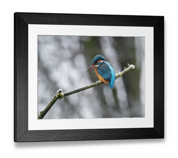 Framed Print : Common kingfisher (Alcedo atthis) female, perched on frosty branch in winter, Bavaria, Germany. January Framed Print : Common kingfisher (Alcedo atthis) female, perched on frosty branch in winter, Bavaria, Germany. January