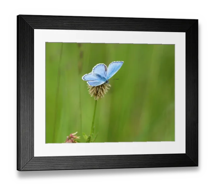 Framed Print : Adonis blue butterfly (Polyommatus bellargus) male, resting on Clover (Trifolium sp. ), Upper Bavaria, Germany. June Framed Print : Adonis blue butterfly (Polyommatus bellargus) male, resting on Clover (Trifolium sp. ), Upper Bavaria, Germany. June