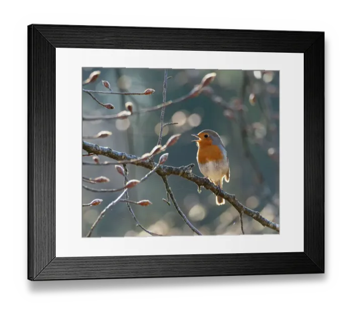 Framed Print : Robin (Erithacus rubecula) perched on branch singing in spring, Bavaria, Germany. April
