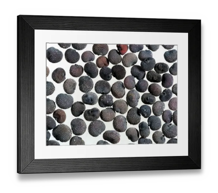 Framed Print : Red campion (Silene dioica) seeds, microscopic view Framed Print : Red campion (Silene dioica) seeds, microscopic view