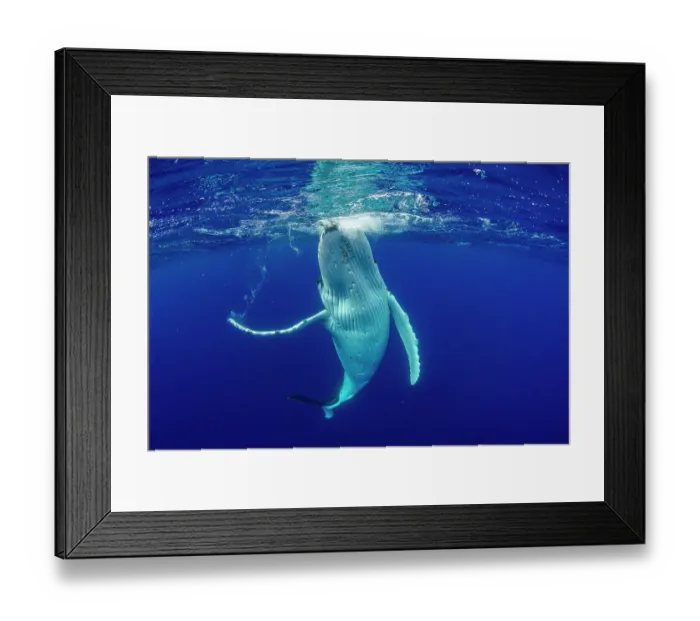 Framed Print : Humpback whale (Megaptera novaeangliae) female swimming at surface, Tubuai, French Polynesia, Pacific Ocean Framed Print : Humpback whale (Megaptera novaeangliae) female swimming at surface, Tubuai, French Polynesia, Pacific Ocean