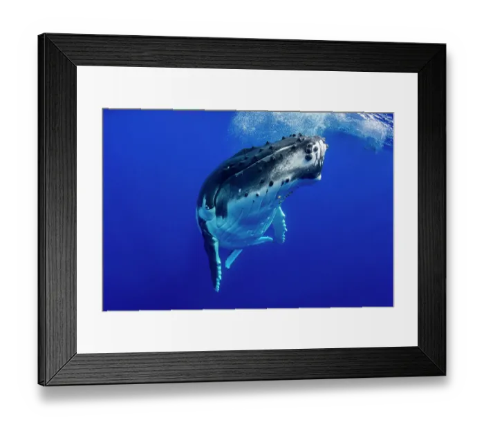 Framed Print : Humpback whale (Megaptera novaeangliae) swimming below water surface with snorkeler in the background, Tubuai, French Polynesia, Pacific Ocean Framed Print : Humpback whale (Megaptera novaeangliae) swimming below water surface with snorkeler in the background, Tubuai, French Polynesia, Pacific Ocean