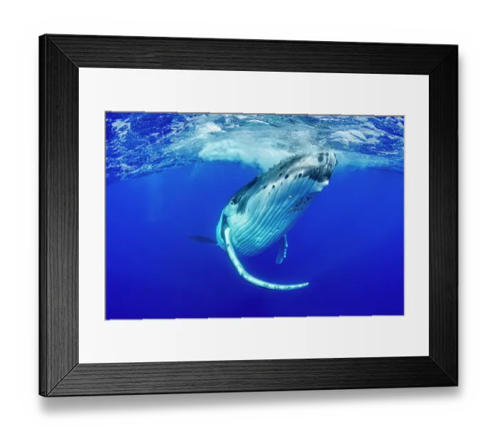 Framed Print : Humpback whale (Megaptera novaeangliae) swimming towards surface, Tubuai, French Polynesia, Pacific Ocean Framed Print : Humpback whale (Megaptera novaeangliae) swimming towards surface, Tubuai, French Polynesia, Pacific Ocean