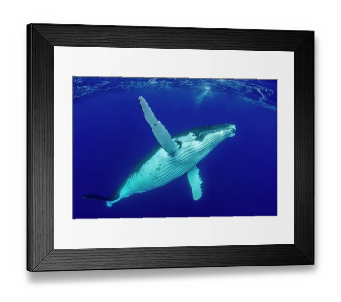 Framed Print : Humpback whale (Megaptera novaeangliae) swimming towards surface, Tubuai, French Polynesia, Pacific Ocean Framed Print : Humpback whale (Megaptera novaeangliae) swimming towards surface, Tubuai, French Polynesia, Pacific Ocean