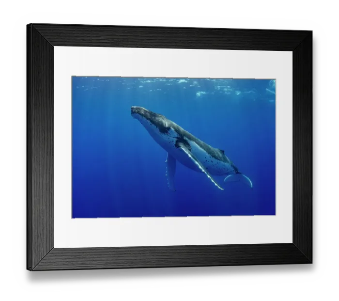 Framed Print : Humpback whale (Megaptera novaeangliae) swimming, Tubuai, French Polynesia, Pacific Ocean Framed Print : Humpback whale (Megaptera novaeangliae) swimming, Tubuai, French Polynesia, Pacific Ocean