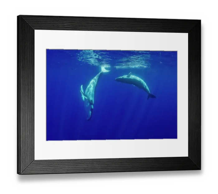 Framed Print : Humpback whale (Megaptera novaeangliae) male and female pair courting, Tubuai, French Polynesia, Pacific Ocean Framed Print : Humpback whale (Megaptera novaeangliae) male and female pair courting, Tubuai, French Polynesia, Pacific Ocean