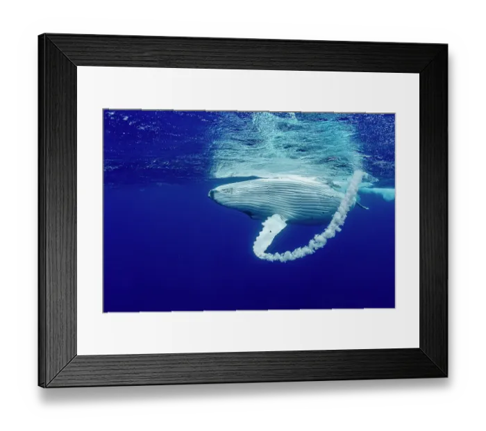Framed Print : Humpback whale (Megaptera novaeangliae) creating bubble arc with fin at waters surface, Tubuai, French Polynesia, Pacific Ocean Framed Print : Humpback whale (Megaptera novaeangliae) creating bubble arc with fin at waters surface, Tubuai, French Polynesia, Pacific Ocean