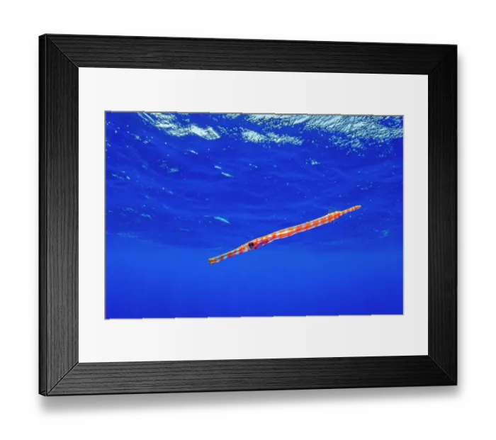 Framed Print : Pacific trumpetfish (Aulostomus chinensis) juvenile swimming near the water surface in the open ocean, Tubuai, French Polynesia, Pacific Ocean Framed Print : Pacific trumpetfish (Aulostomus chinensis) juvenile swimming near the water surface in the open ocean, Tubuai, French Polynesia, Pacific Ocean