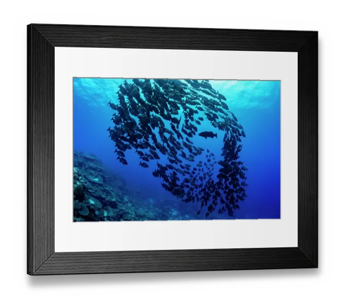 Framed Print : Shoal of Lowfin chub (Kyphosus vaigiensis) evading a Coral grouper (Cephalopholis miniata), Tubuai, French Polynesia, Pacific Ocean Framed Print : Shoal of Lowfin chub (Kyphosus vaigiensis) evading a Coral grouper (Cephalopholis miniata), Tubuai, French Polynesia, Pacific Ocean