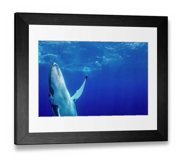 Framed Print : Humpback whale (Megaptera novaeangliae) ascending to surface, Tubuai, French Polynesia, Pacific Ocean Framed Print : Humpback whale (Megaptera novaeangliae) ascending to surface, Tubuai, French Polynesia, Pacific Ocean