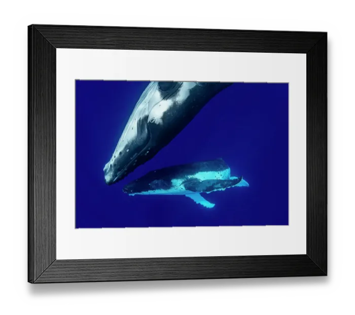 Framed Print : Humpback whale (Megaptera novaeangliae) pair swim together, Tubuai, French Polynesia, Pacific Ocean Framed Print : Humpback whale (Megaptera novaeangliae) pair swim together, Tubuai, French Polynesia, Pacific Ocean
