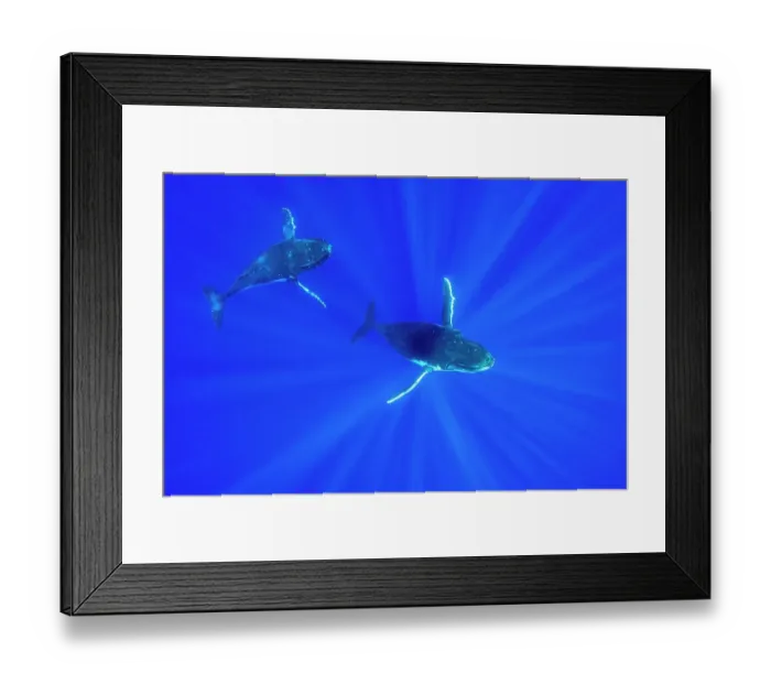 Framed Print : Humpback whale (Megaptera novaeangliae) pair swimming, Tubuai, French Polynesia, Pacific Ocean Framed Print : Humpback whale (Megaptera novaeangliae) pair swimming, Tubuai, French Polynesia, Pacific Ocean