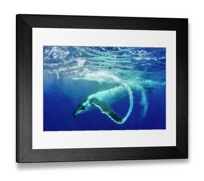 Framed Print : Humpback whale (Megaptera novaeangliae) creating bubble arc with fin after surfacing, Tubuai, French Polynesia, Pacific Ocean