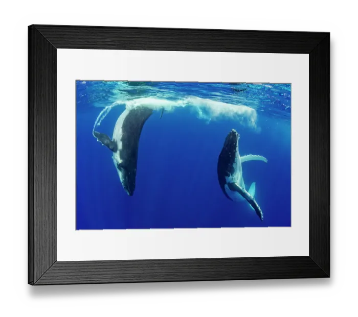 Framed Print : Humpback whale (Megaptera novaeangliae) male and female engaging in courtship, Tubuai, French Polynesia, Pacific Ocean Framed Print : Humpback whale (Megaptera novaeangliae) male and female engaging in courtship, Tubuai, French Polynesia, Pacific Ocean