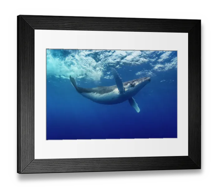 Framed Print : Humpback whale (Megaptera novaeangliae) swimming just below the ocean surface, Tubuai, French Polynesia, Pacific Ocean Framed Print : Humpback whale (Megaptera novaeangliae) swimming just below the ocean surface, Tubuai, French Polynesia, Pacific Ocean