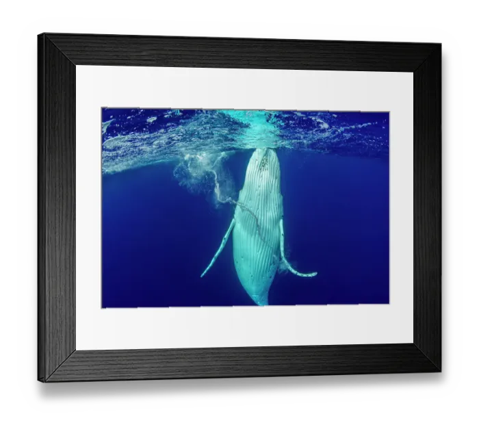 Framed Print : Humpback whale (Megaptera novaeangliae) coming to the surface and forming a whirlpool with its flipper, Tubuai, French Polynesia, Pacific Ocean Framed Print : Humpback whale (Megaptera novaeangliae) coming to the surface and forming a whirlpool with its flipper, Tubuai, French Polynesia, Pacific Ocean