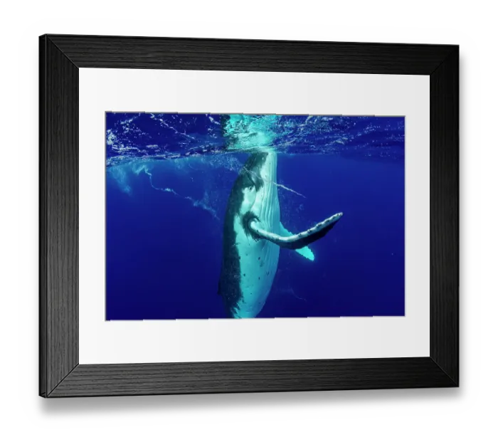Framed Print : Humpback whale (Megaptera novaeangliae) swimming to the surface and forming whirlpools with its flippers, Tubuai, French Polynesia, Pacific Ocean