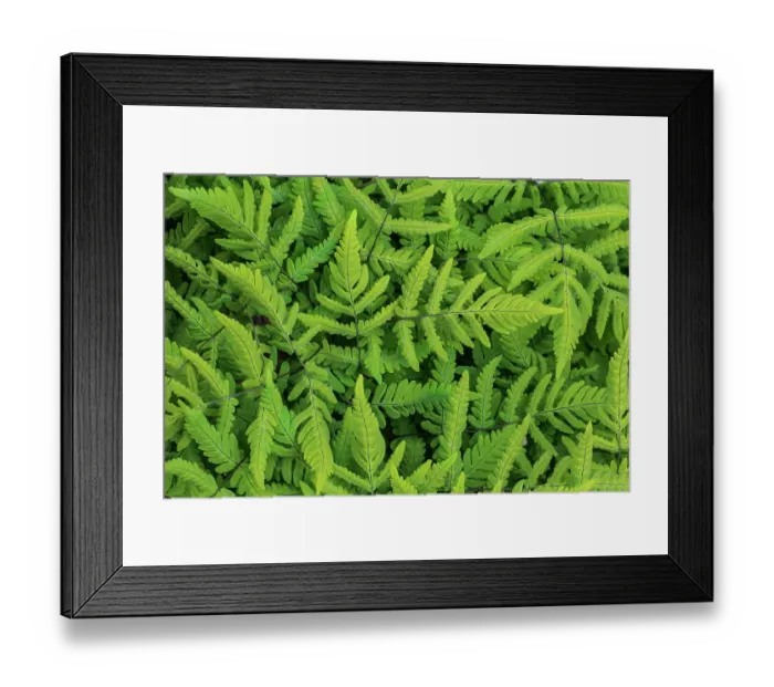 Framed Print : Common oak fern (Gymnocarpium dryopteris) leaves. Monmouthshire, Wales, UK. May Framed Print : Common oak fern (Gymnocarpium dryopteris) leaves. Monmouthshire, Wales, UK. May