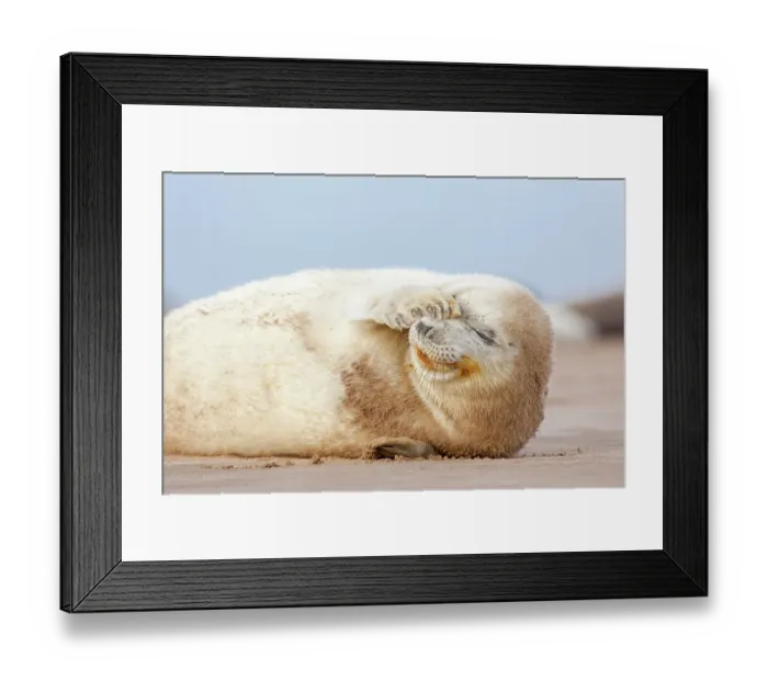 Framed Print : Grey seal (Halichoerus grypus) pup with flipper over one eye and both eyes closed. Donna Nook, Lincolnshire, UK. November Framed Print : Grey seal (Halichoerus grypus) pup with flipper over one eye and both eyes closed. Donna Nook, Lincolnshire, UK. November