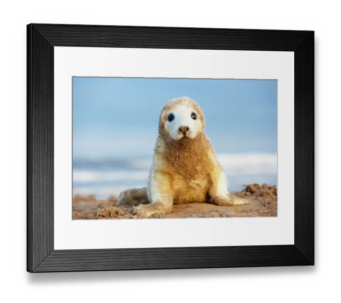 Framed Print : Grey seal (Halichoerus grypus) pup in white lanugo coat covered in sand. Donna Nook, Lincolnshire, UK. November Framed Print : Grey seal (Halichoerus grypus) pup in white lanugo coat covered in sand. Donna Nook, Lincolnshire, UK. November