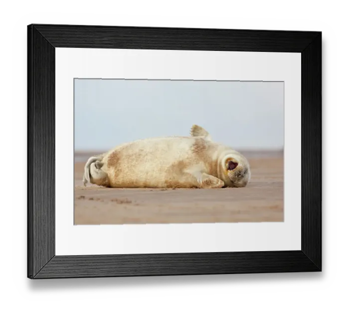Framed Print : Grey seal (Halichoerus grypus) pup yawning. Donna Nook, Lincolnshire, UK. November Framed Print : Grey seal (Halichoerus grypus) pup yawning. Donna Nook, Lincolnshire, UK. November