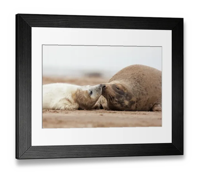 Framed Print : Grey seal (Halichoerus grypus) pup and mother sniffing and nuzzling each other. Donna Nook, Lincolnshire, UK. November Framed Print : Grey seal (Halichoerus grypus) pup and mother sniffing and nuzzling each other. Donna Nook, Lincolnshire, UK. November