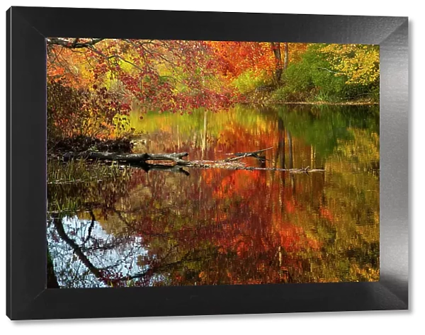 Autumn foliage along the Willimantic River; Ellington, Connecticut, USA. October, 2020