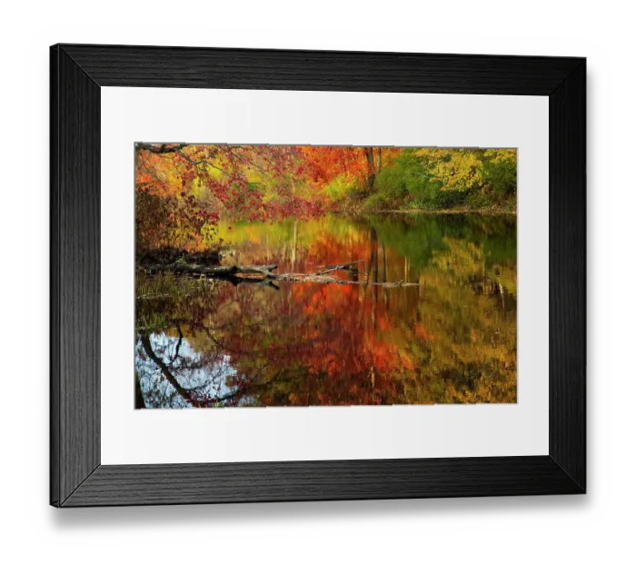 Framed Print : Autumn foliage along the Willimantic River; Ellington, Connecticut, USA. October, 2020 Framed Print : Autumn foliage along the Willimantic River; Ellington, Connecticut, USA. October, 2020