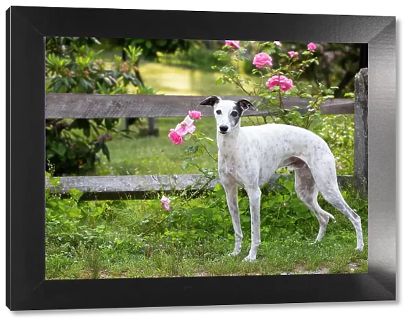 Whippet standing next to wooden fence and pink Roses, portrait, Haddam, Connecticut, USA. June