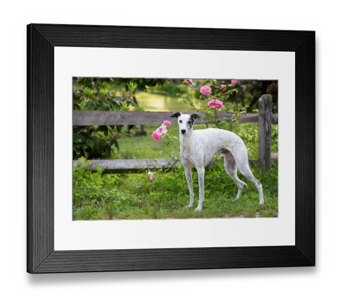 Framed Print : Whippet standing next to wooden fence and pink Roses, portrait, Haddam, Connecticut, USA. June Framed Print : Whippet standing next to wooden fence and pink Roses, portrait, Haddam, Connecticut, USA. June