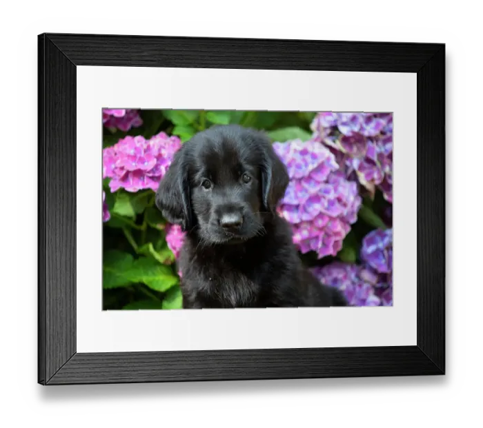 Framed Print : Flat-coated retriever puppy, sitting next to summer flowers, head portrait, Haddam, Connecticut, USA. July Framed Print : Flat-coated retriever puppy, sitting next to summer flowers, head portrait, Haddam, Connecticut, USA. July