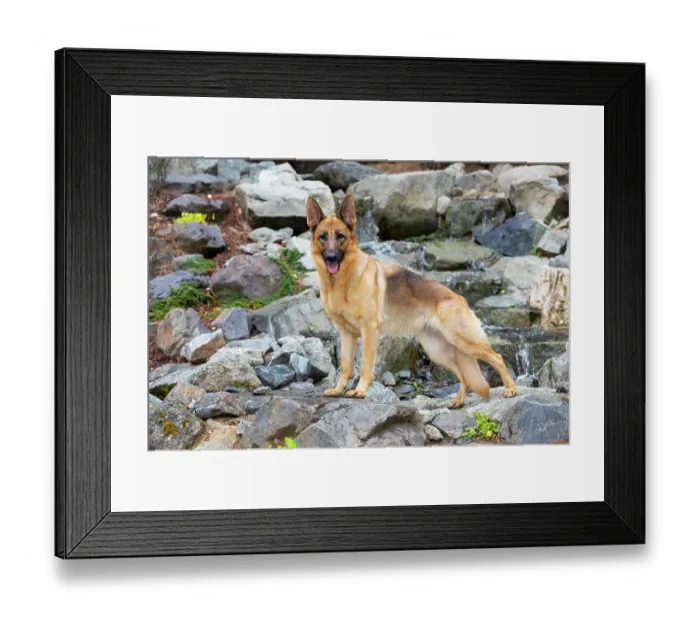 Framed Print : German shepherd dog, female, standing on rocks, portrait, Jacksonville, Oregon, USA. July Framed Print : German shepherd dog, female, standing on rocks, portrait, Jacksonville, Oregon, USA. July