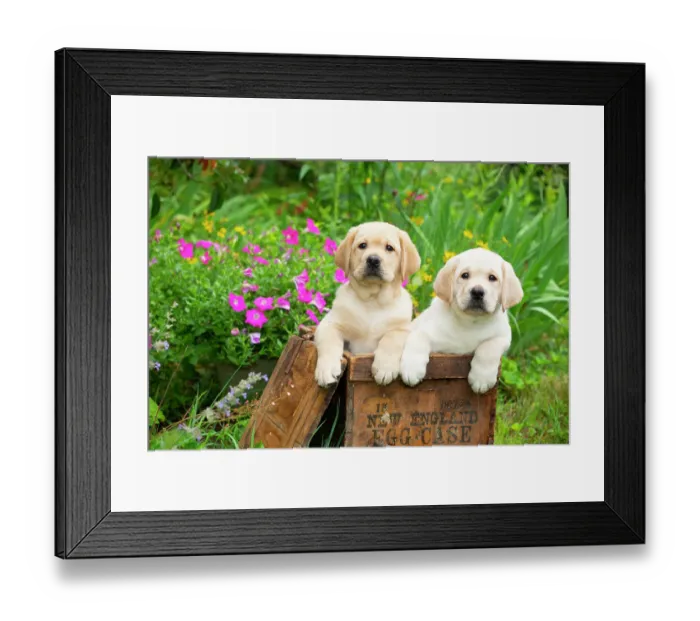 Framed Print : Two yellow Labrador retriever puppies, males, side by side in wooden box in garden next to summer flowers, Haddam, Connecticut, USA. July Framed Print : Two yellow Labrador retriever puppies, males, side by side in wooden box in garden next to summer flowers, Haddam, Connecticut, USA. July