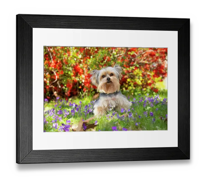 Framed Print : Yorkshire terrier standing among spring flowers, portrait, Haddam, Connecticut, USA. April Framed Print : Yorkshire terrier standing among spring flowers, portrait, Haddam, Connecticut, USA. April