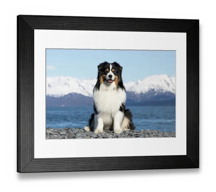 Framed Print : Australian shepherd, male, sitting on rocky beach with mountains in background, portrait, Homer, Alaska, USA. April Framed Print : Australian shepherd, male, sitting on rocky beach with mountains in background, portrait, Homer, Alaska, USA. April