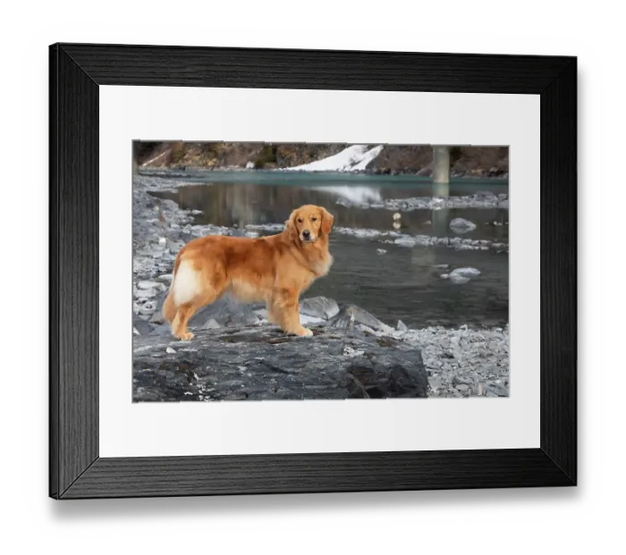 Framed Print : Golden retriever standing at water's edge during spring thaw, Portage Creek, Portage, Alaska, USA. April Framed Print : Golden retriever standing at water's edge during spring thaw, Portage Creek, Portage, Alaska, USA. April
