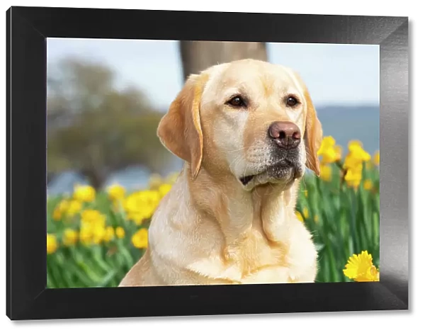 Yellow Labrador retriever sitting next to spring Daffodils, head portrait, Waterford, Connecticut, USA. April