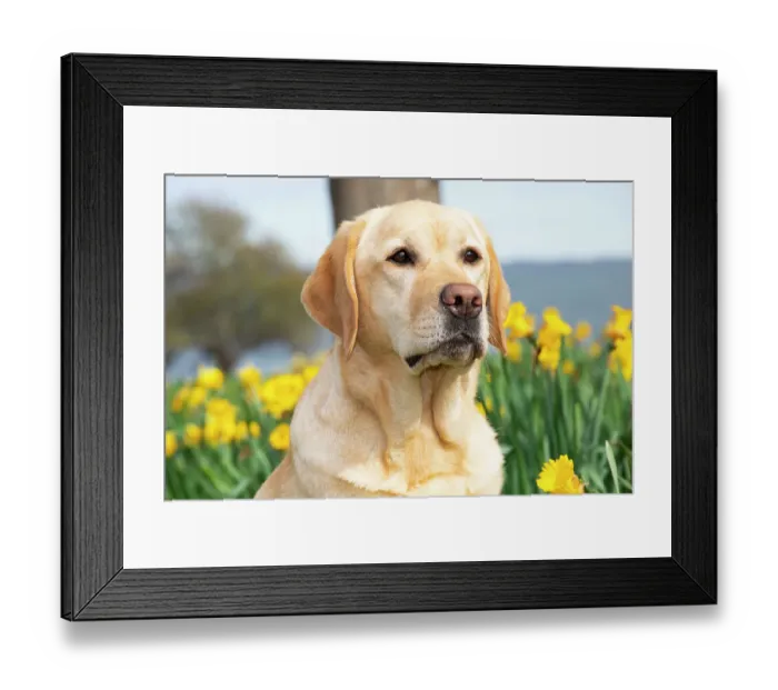 Framed Print : Yellow Labrador retriever sitting next to spring Daffodils, head portrait, Waterford, Connecticut, USA. April Framed Print : Yellow Labrador retriever sitting next to spring Daffodils, head portrait, Waterford, Connecticut, USA. April