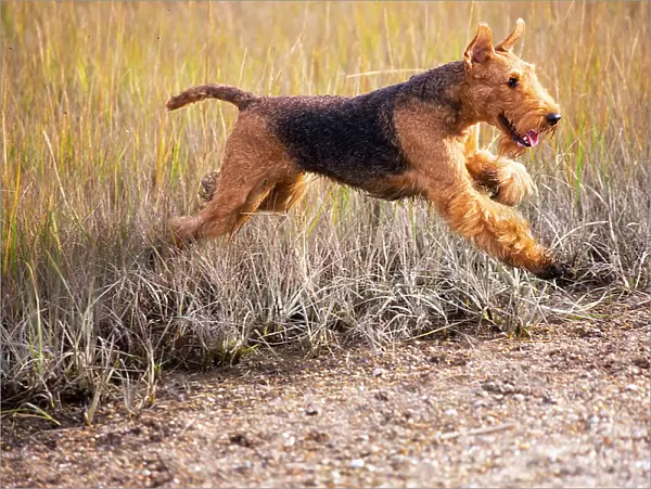 Airedale terrier, female, running through coastal grass in autumn, Madison, Connecticut, USA. October