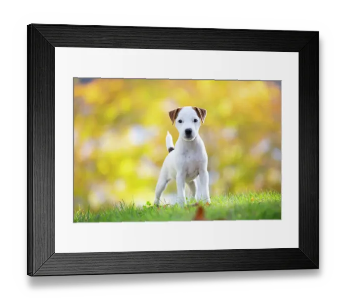 Framed Print : Jack Russell terrier puppy standing on grass in autumn, portrait, Haddam, Connecticut, USA. October Framed Print : Jack Russell terrier puppy standing on grass in autumn, portrait, Haddam, Connecticut, USA. October