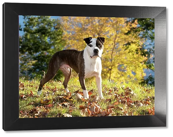 American pit bull, male, standing on grass and autumn leaves, portrait, Haddam, Connecticut, USA. October