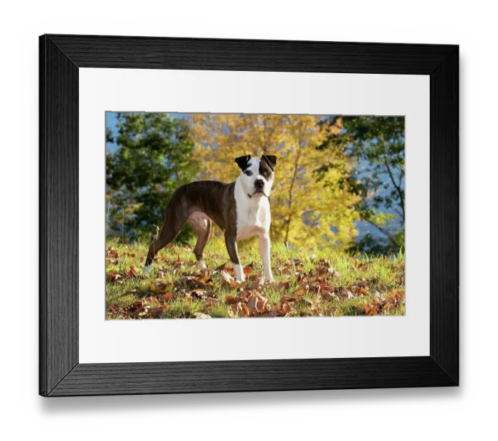 Framed Print : American pit bull, male, standing on grass and autumn leaves, portrait, Haddam, Connecticut, USA. October Framed Print : American pit bull, male, standing on grass and autumn leaves, portrait, Haddam, Connecticut, USA. October