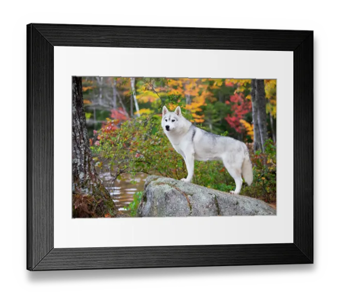 Framed Print : Siberian husky standing on rock in autumnal woodland, New Hampshire, USA. October Framed Print : Siberian husky standing on rock in autumnal woodland, New Hampshire, USA. October