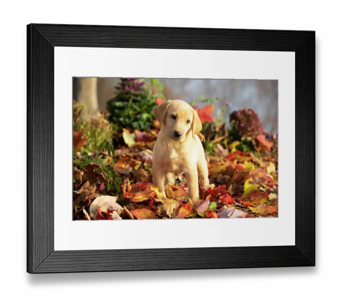 Framed Print : Yellow Labrador retriever puppy standing on autumn leaves, Haddam, Connecticut, USA. November Framed Print : Yellow Labrador retriever puppy standing on autumn leaves, Haddam, Connecticut, USA. November