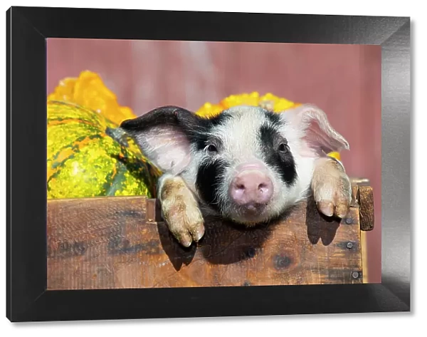 Piglet in wooden crate of vegetables on farm, Smithfield, Rhode Island, USA. November