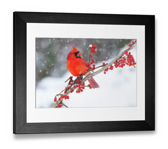 Framed Print : Northern cardinal (Cardinalis cardinalis) male, perched on branch during snow storm, Milford, Connecticut, USA. January Framed Print : Northern cardinal (Cardinalis cardinalis) male, perched on branch during snow storm, Milford, Connecticut, USA. January