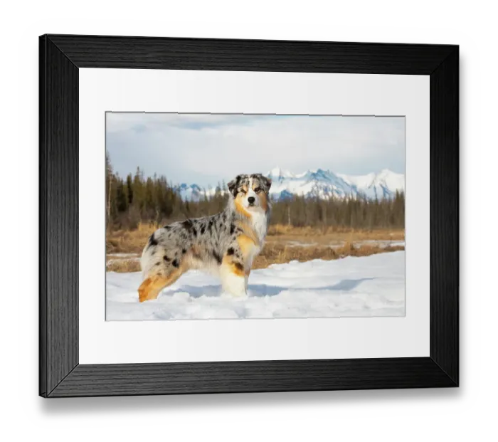 Framed Print : Australian shepherd standing on frozen pond, Eagle River, Alaska, USA. April Framed Print : Australian shepherd standing on frozen pond, Eagle River, Alaska, USA. April