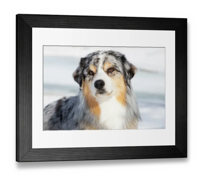Framed Print : Australian shepherd, head portrait, Alaska, USA. April Framed Print : Australian shepherd, head portrait, Alaska, USA. April