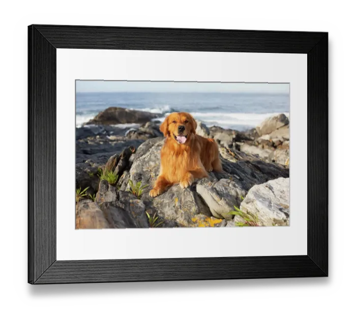 Framed Print : Golden retriever, female, lying down on coastal rocks near ocean, Pemaquid Point, Maine, USA. June Framed Print : Golden retriever, female, lying down on coastal rocks near ocean, Pemaquid Point, Maine, USA. June